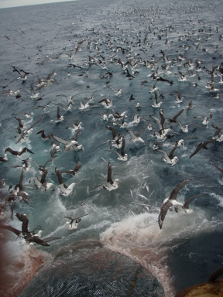 Seabirds following trawl vessel