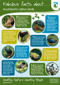 Poster: Fabulous facts about Auckland's land birds. 