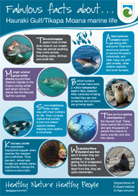 Poster: Fabulous facts about Auckland's marine life. 