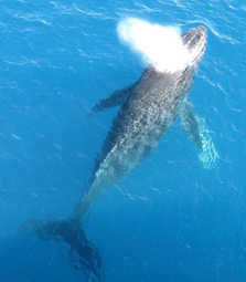 Humpback whale. Photo: Carol Sutherland