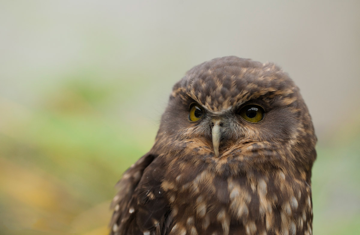 Statutory and advisory bodies