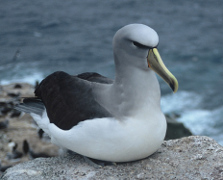 Salvin's albatross.