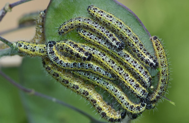 Great white butterfly caterpillars. 