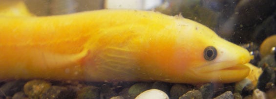 Golden longfin eel. 