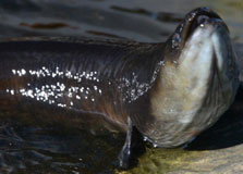 Shortfin eel skin folds. Photo: Nicola Atkinson. 
