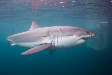 Divers view a great white shark at close range from a submerged cage off Stewart Island.