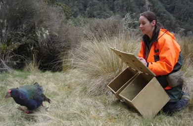 Releasing takahē into their new home. 