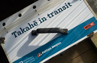 Takahē in transit. Image: Graham Dainty. 