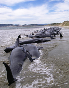 Long finned pilot whales stranded on the west coast of Stewart Island.