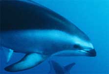 Dusky Dolphin. Photo copyright: Kim Westerskov (DOC USE ONLY).
