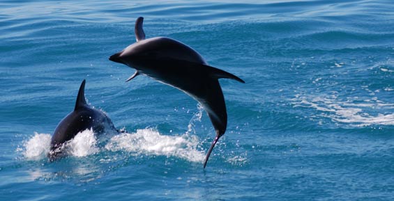 Dusky dolphin in Kaikoura. Photo © Caroline Wilkins.