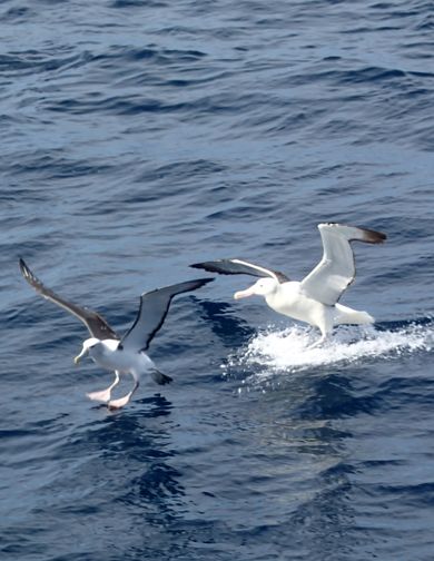 Albatross landing and take-off