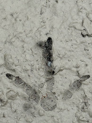 rowi-footprint390.jpg