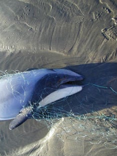 Dolphin caught in set net.