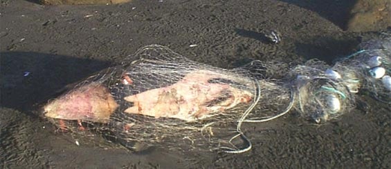 Māui dolphin caught in fishing net. DOC USE ONLY. 