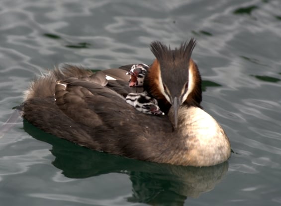 Australasian crested grebe with chicks on back. Photo: John Darby.