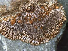'Cowpat' lichen Placopsis sp. Photo: Chris Woolmore. 