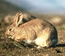 Rabbit. Photo: D P Murray.
