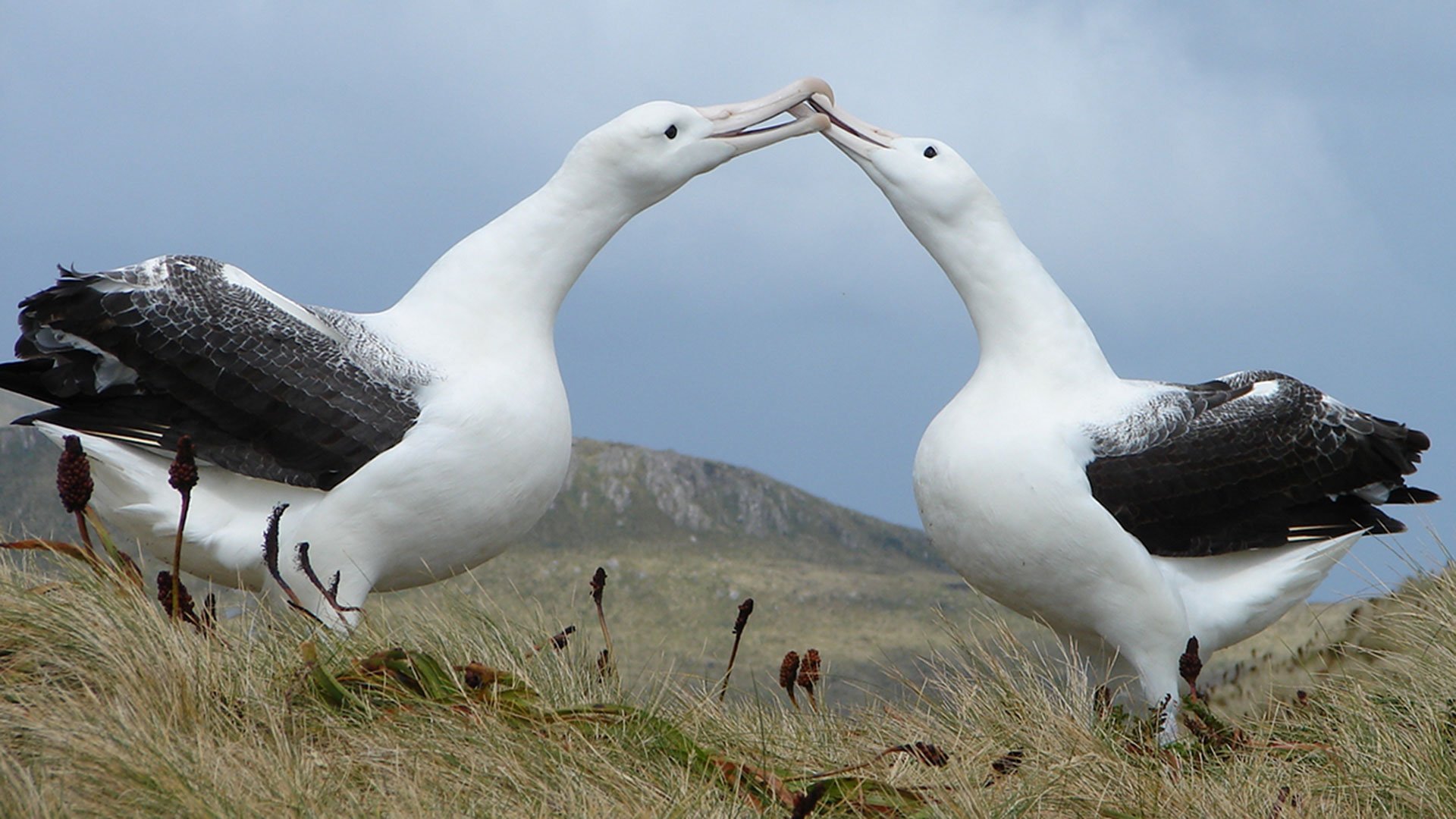 southern-royal-albatross-campbell-island-hero.jpg