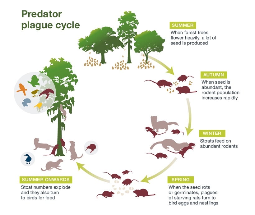Predator plague cycle. 