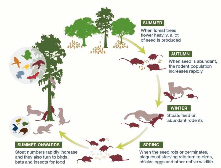 Predator plague cycle. 