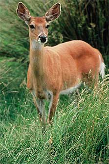 White-tail doe in summer coat. 