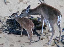 White-tail doe and fawn in winter coat.