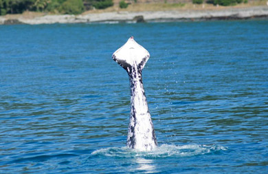 Whale with missing tail flukes. 