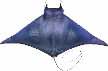Spinetail devilray. 