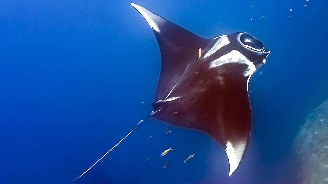most beautiful sea creatures in the world - Manta Ray