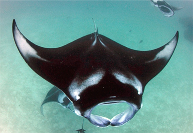 reef-manta-y-markings.jpg