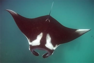 giant-manta-t-markings.jpg