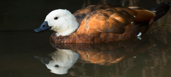 Female paradise duck. 