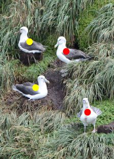 White-capped albatross.