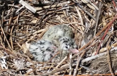 Tarāpuka nest with chick and egg. 