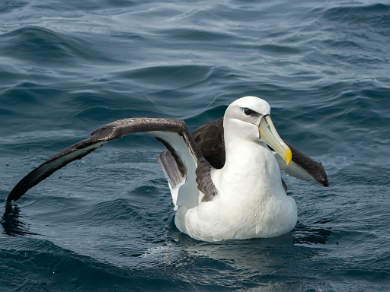 White-capped albatross. Photo: David Cook Wildlife Photography.  