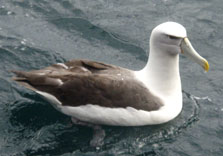 White-capped albatross.