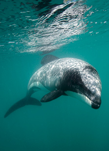 Hectors dolphin. Photo © Dina Engel & Andreas Maecker.
