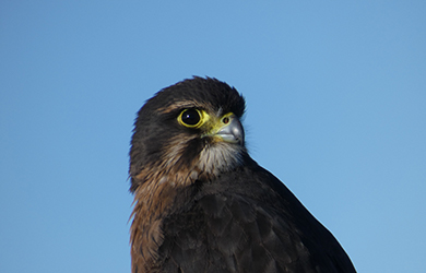 Close up of a New Zealand falcon.