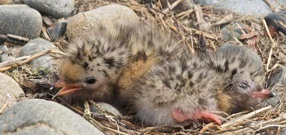 White fronted tern chicks in nest. 