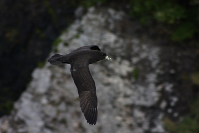 White-chinned petrel.