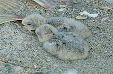 Two New Zealand fairy tern chicks in nest. 