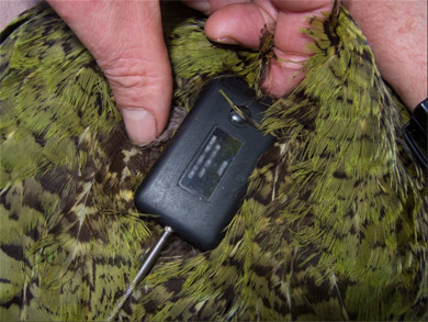 A transmitter is fitted to a kākāpō. 