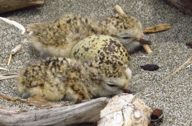 Dotterel chicks with egg. 