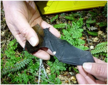 Figure 2. Long-tailed bat showing band and transmitter.