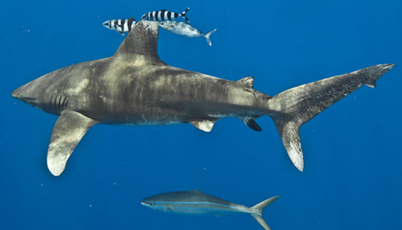 Oceanic whitetip shark. Photo copyright: Terry Goss. DOC USE ONLY. 