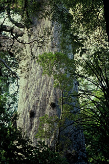 Kauri 'Tane Mahuta' in Waipoua Forest. Photo: L Molloy.