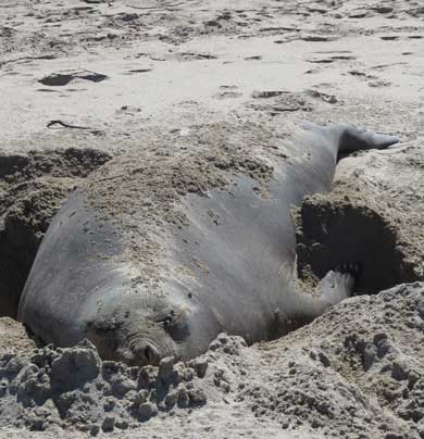 Elephant seal. 
