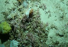 Stony coral colonised by hydrocoral and sponges