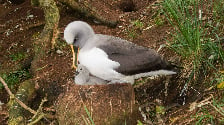 Southern Buller's Albatross with chick at The Snares. Photo: Igor Debski. 
